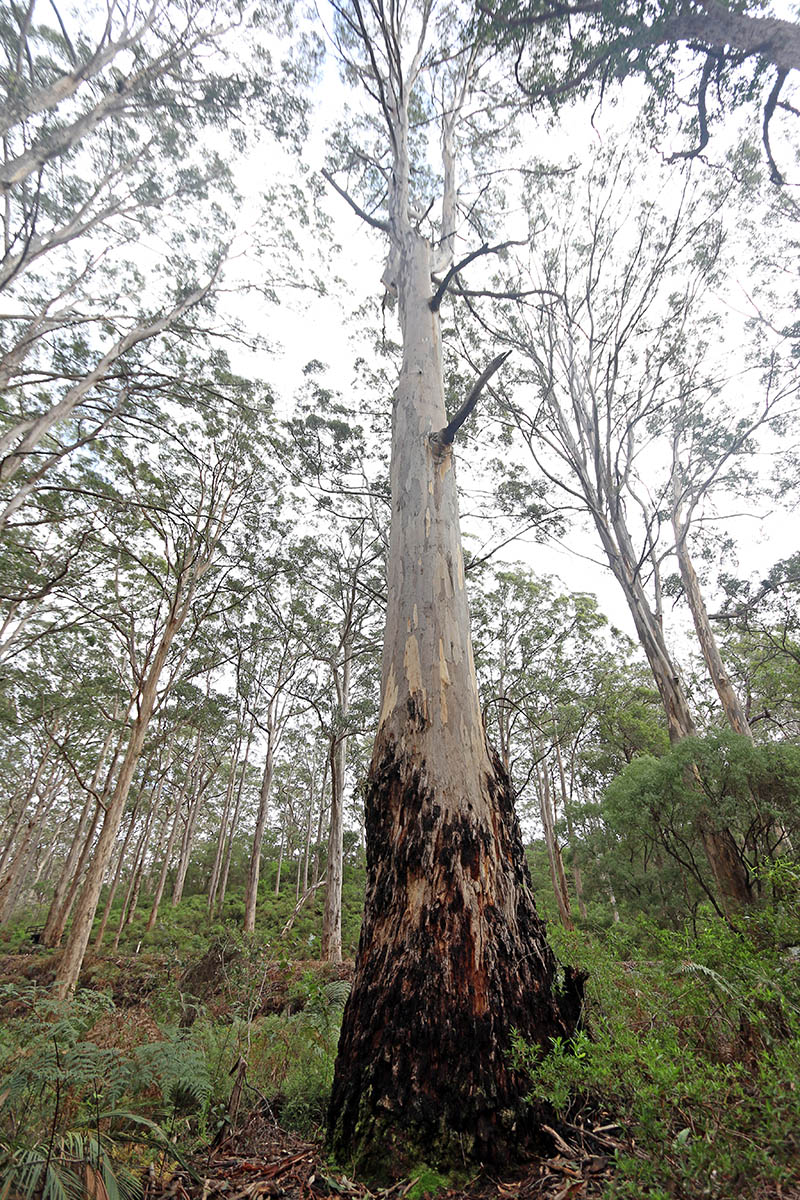 Karri forest (image by Damon Ramsey)