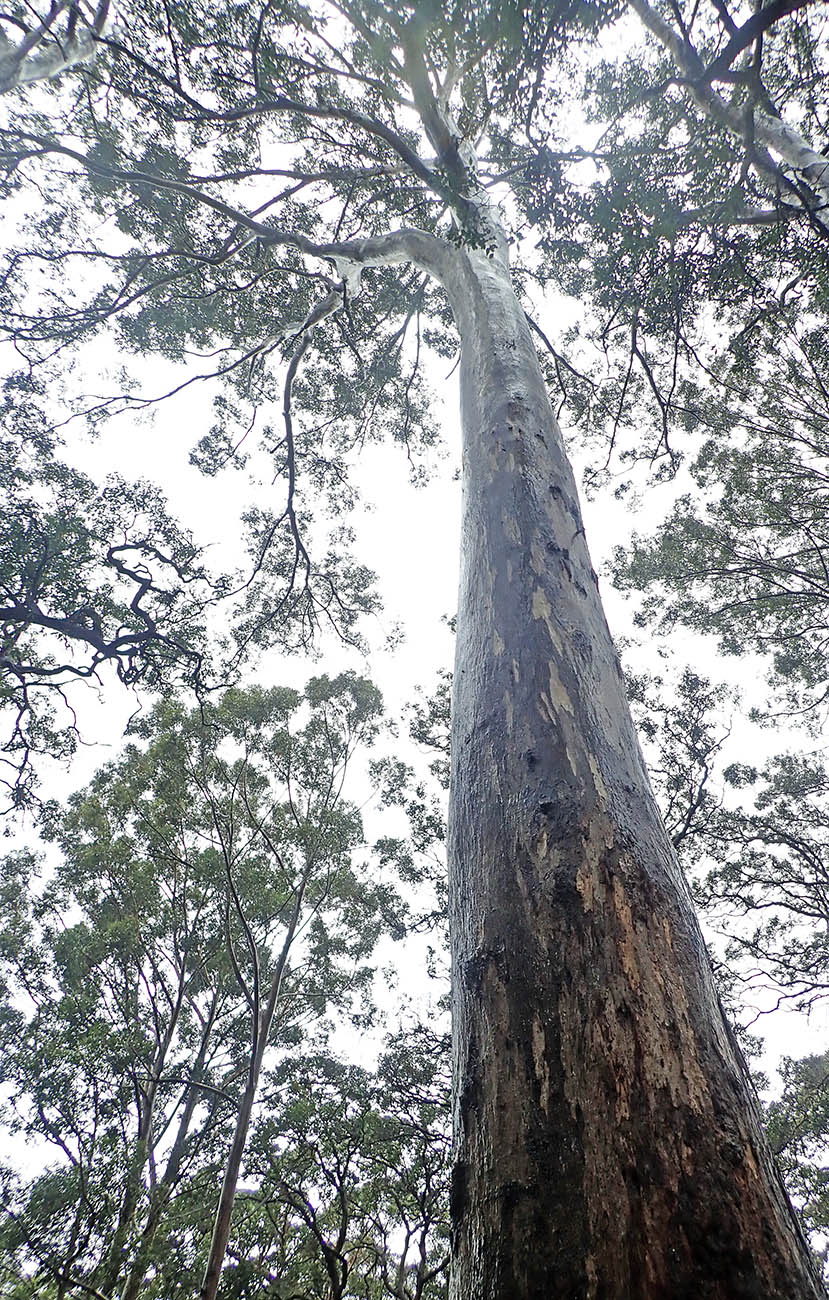 towering Karri Gum image by Damon Ramsey)