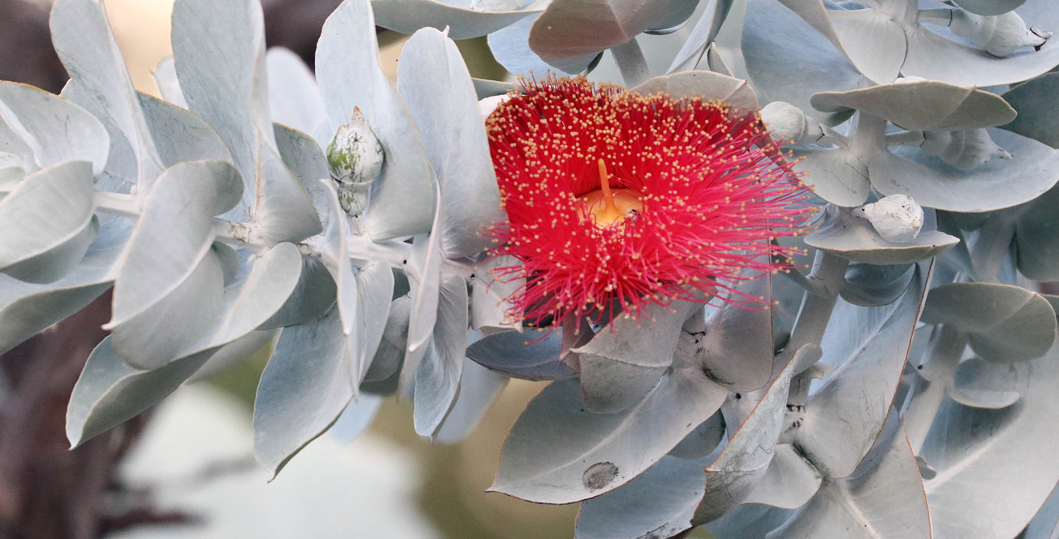 eucalyptus-macrocarpa-flowers-kings-park