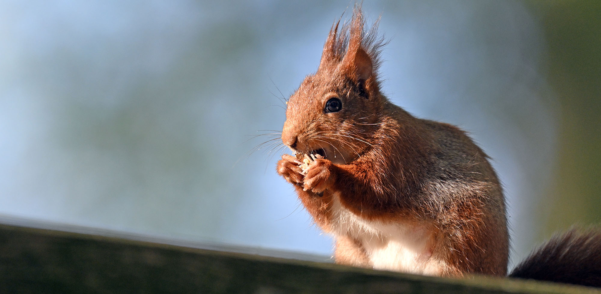 eurasian-red-squirrel-lyon-france-