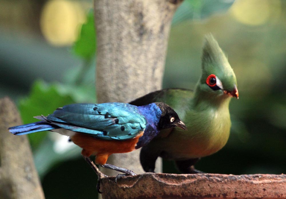 Image of a Livingstone Turaco and Starling feed side by side in the African waterfall section (Damon Ramsey, www.ecosystem-guides.com)