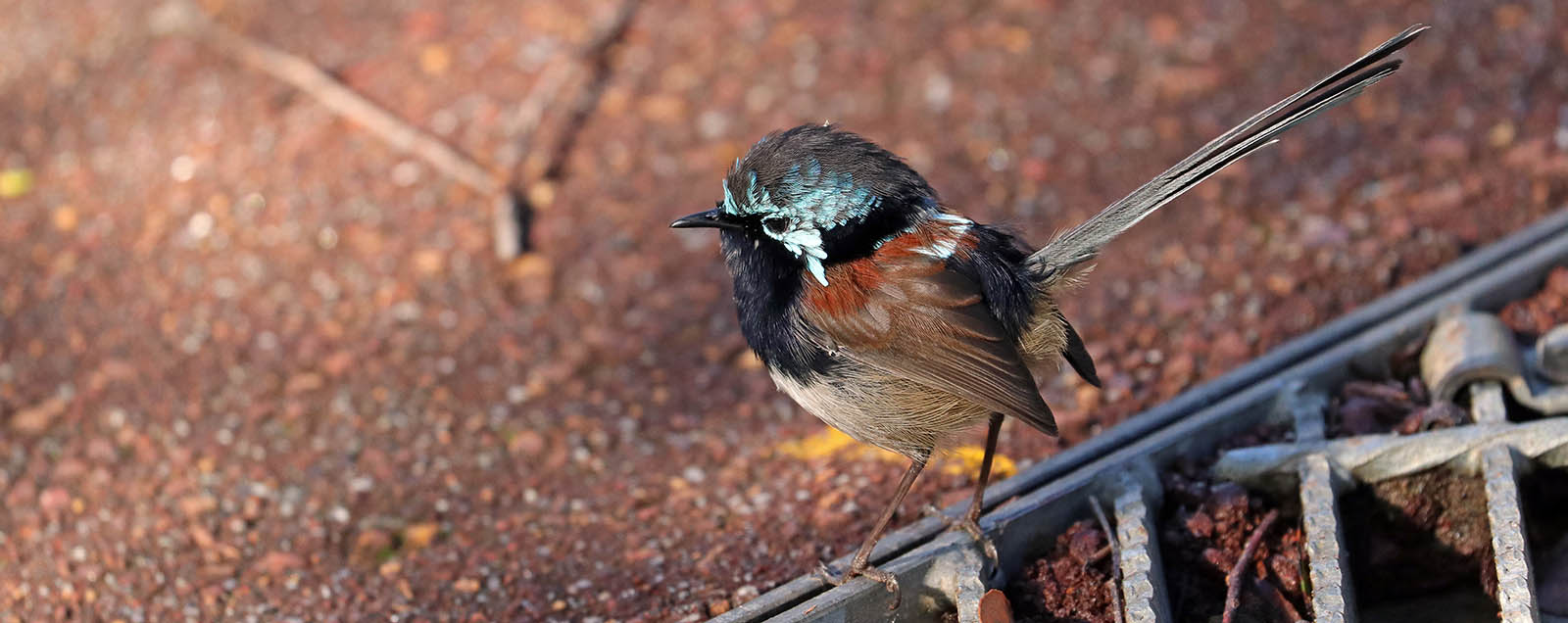 Red-winged Fairy Wren (image by Damon Ramsey)