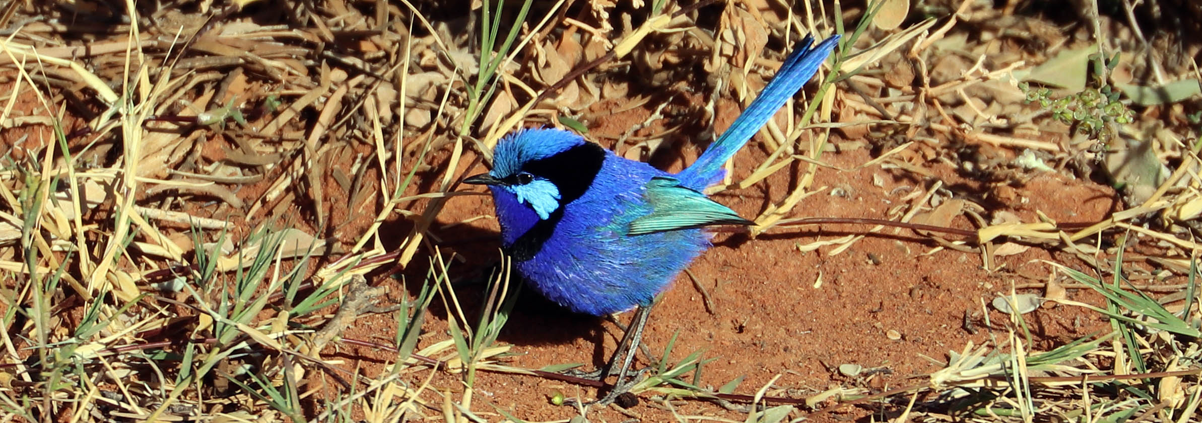 fairy-wren-splendid-male-nallan