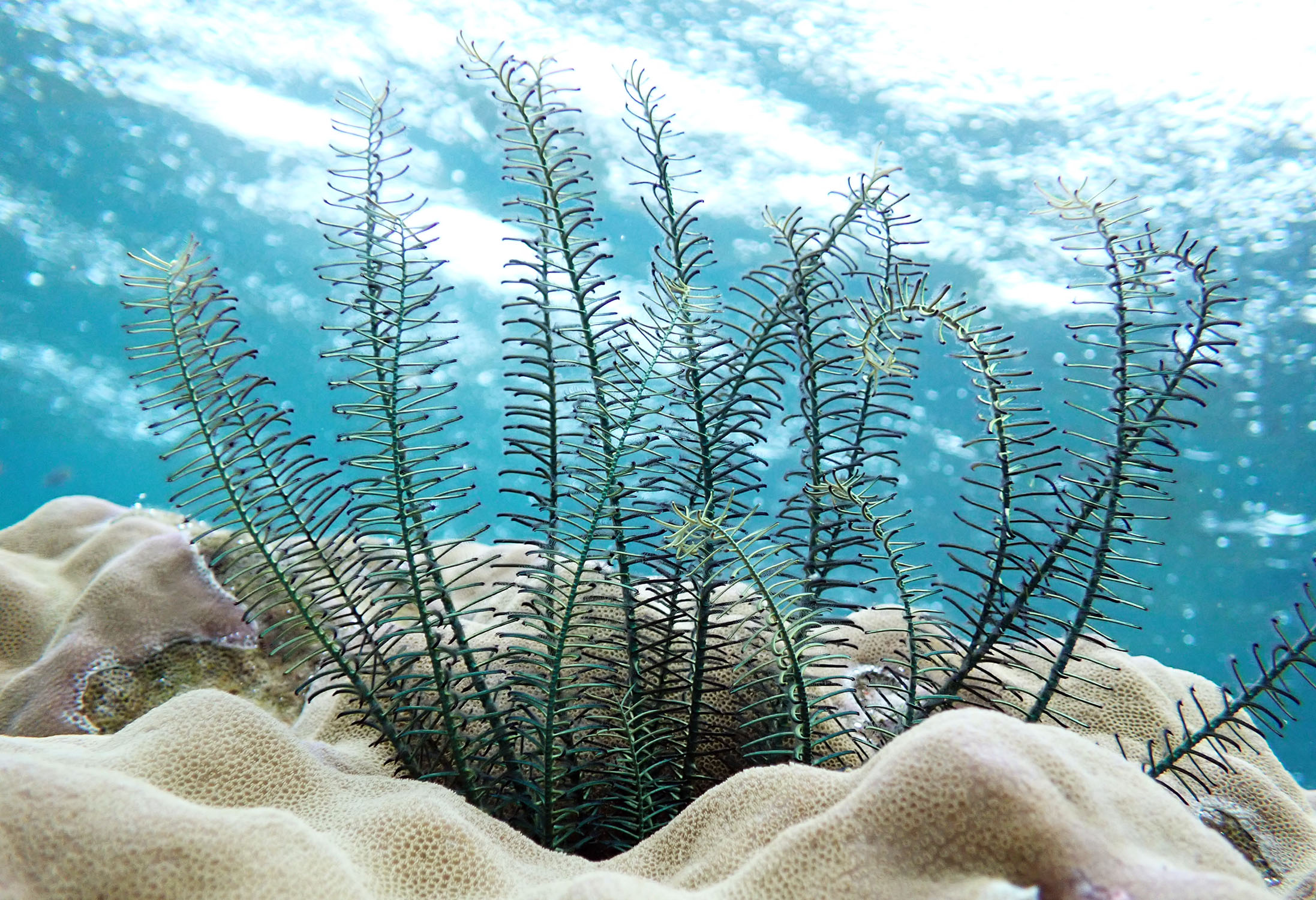 feather-star-wagefa-PNG