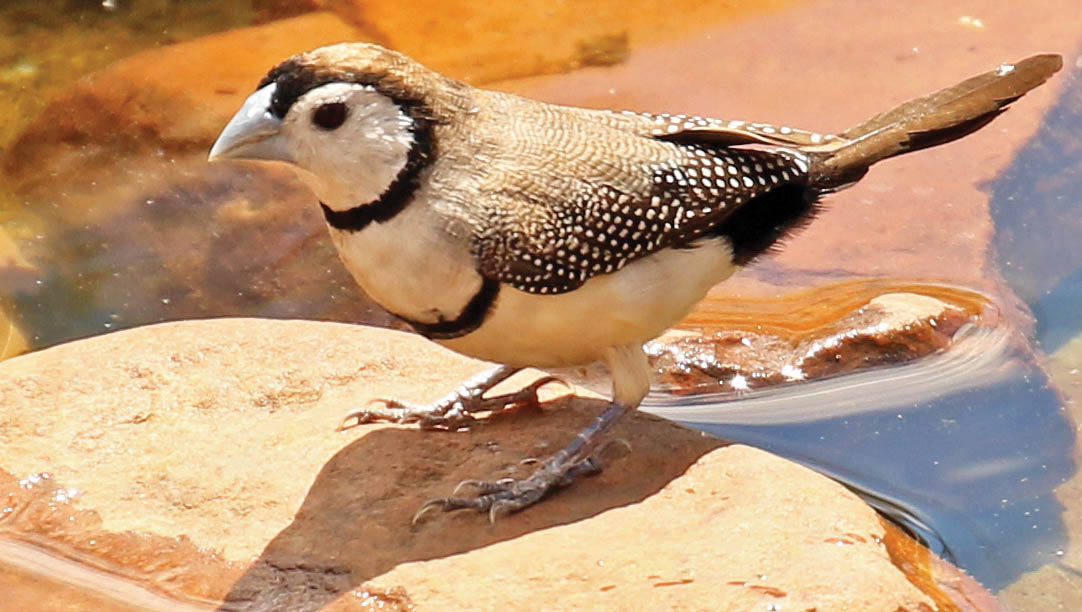 finch-double-barred-wyndham