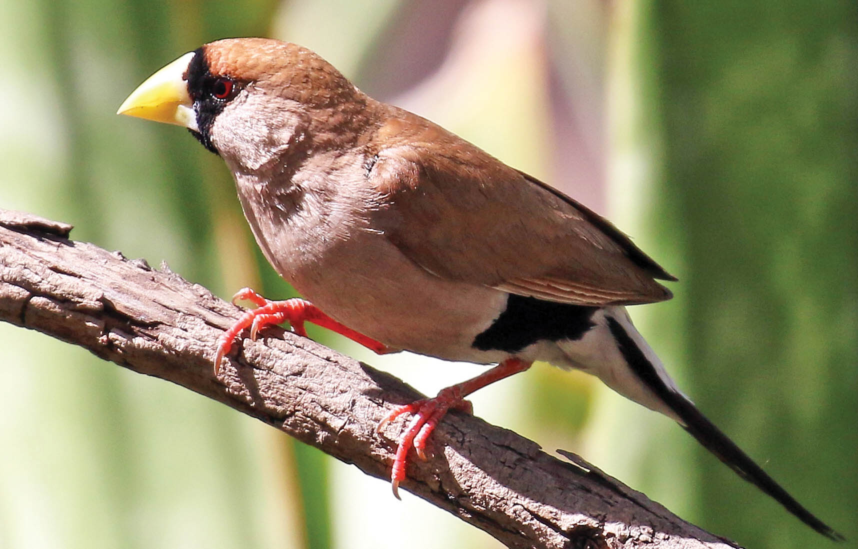 finch-masked-wyndham