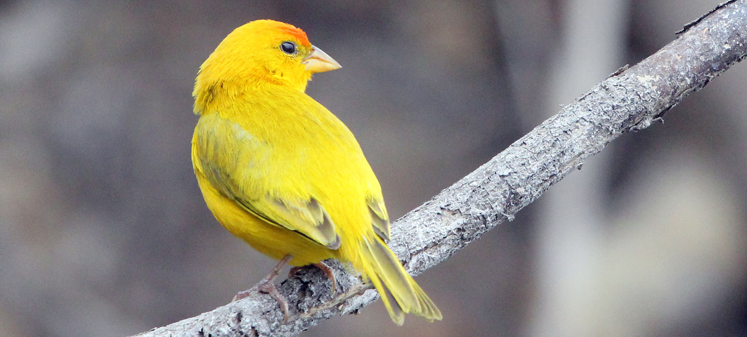 finch-saffron-antonios