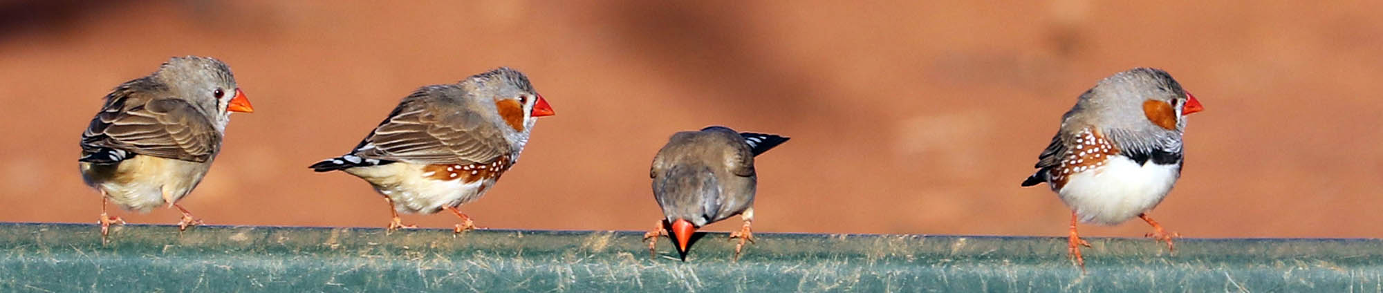 finch-zebra-nallan