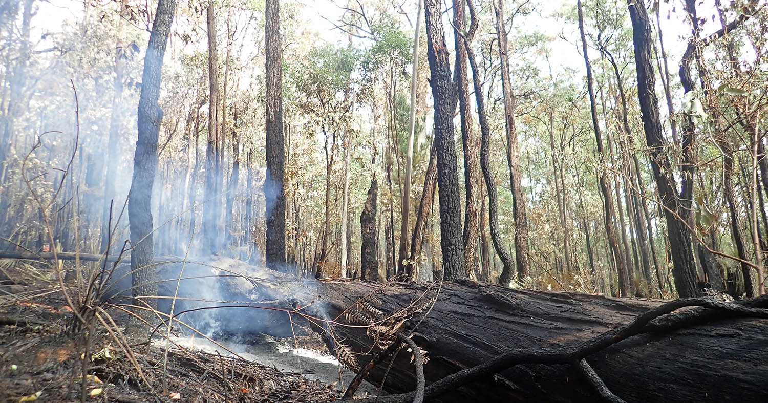 a still smoking log after a managed fire burn (image by Damon Ramsey)