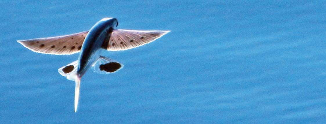 fish-flying-black-eyed-pinkwing