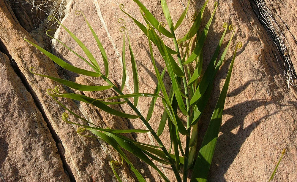 flagellaria-on-rock-kimberley