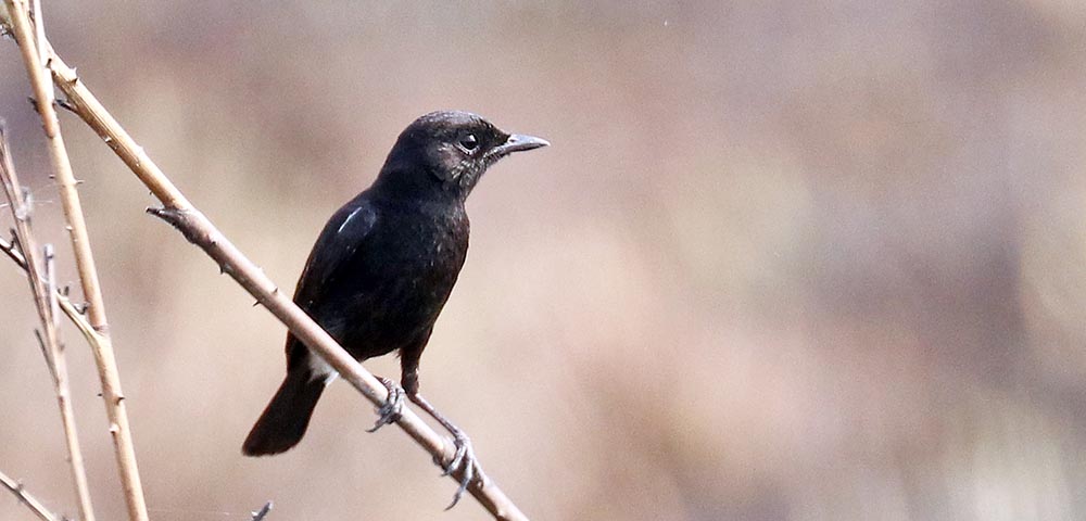 'Pied Bushchat' (image by Damon Ramsey)