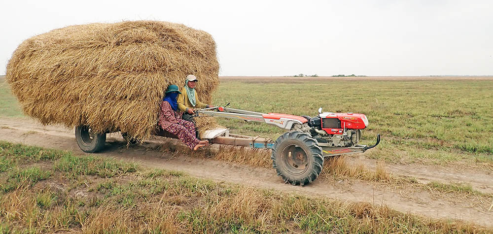 cambodia-florican-hay