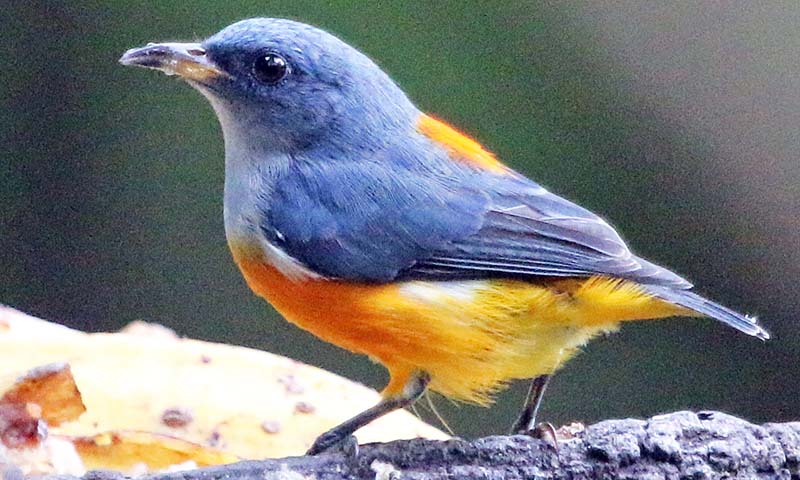 flowerpecker-baak