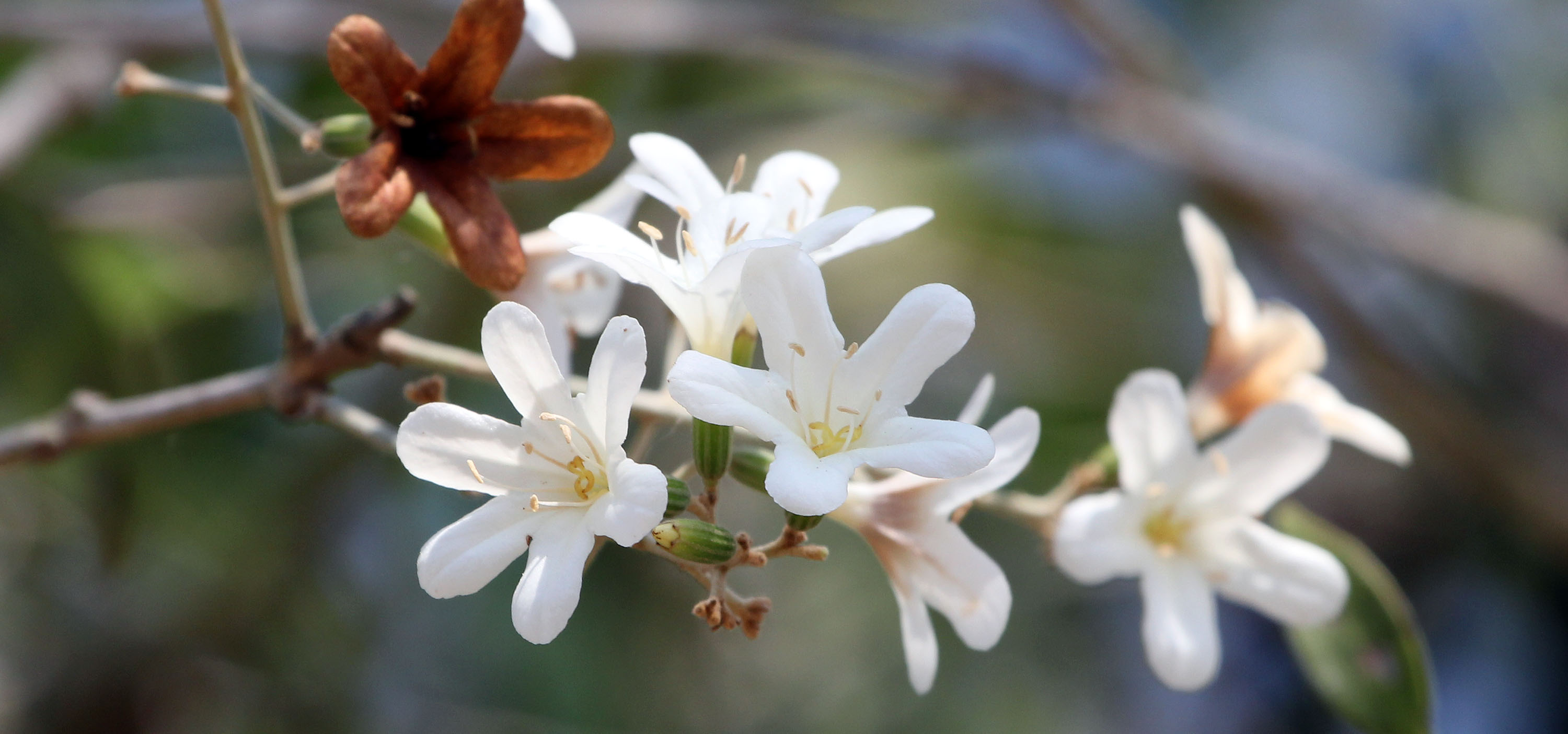flowers-white-pantanal