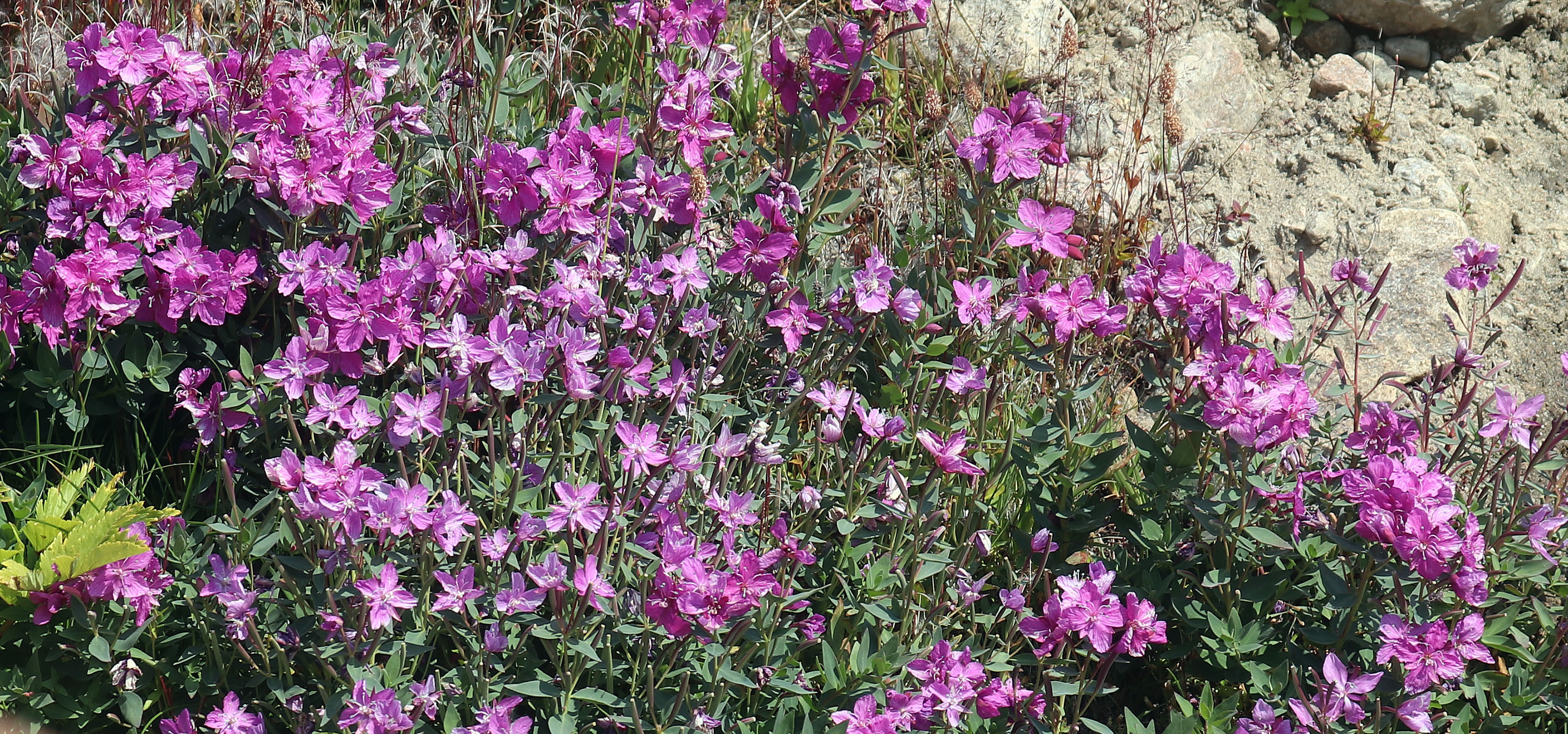 flowers-pink-greenland