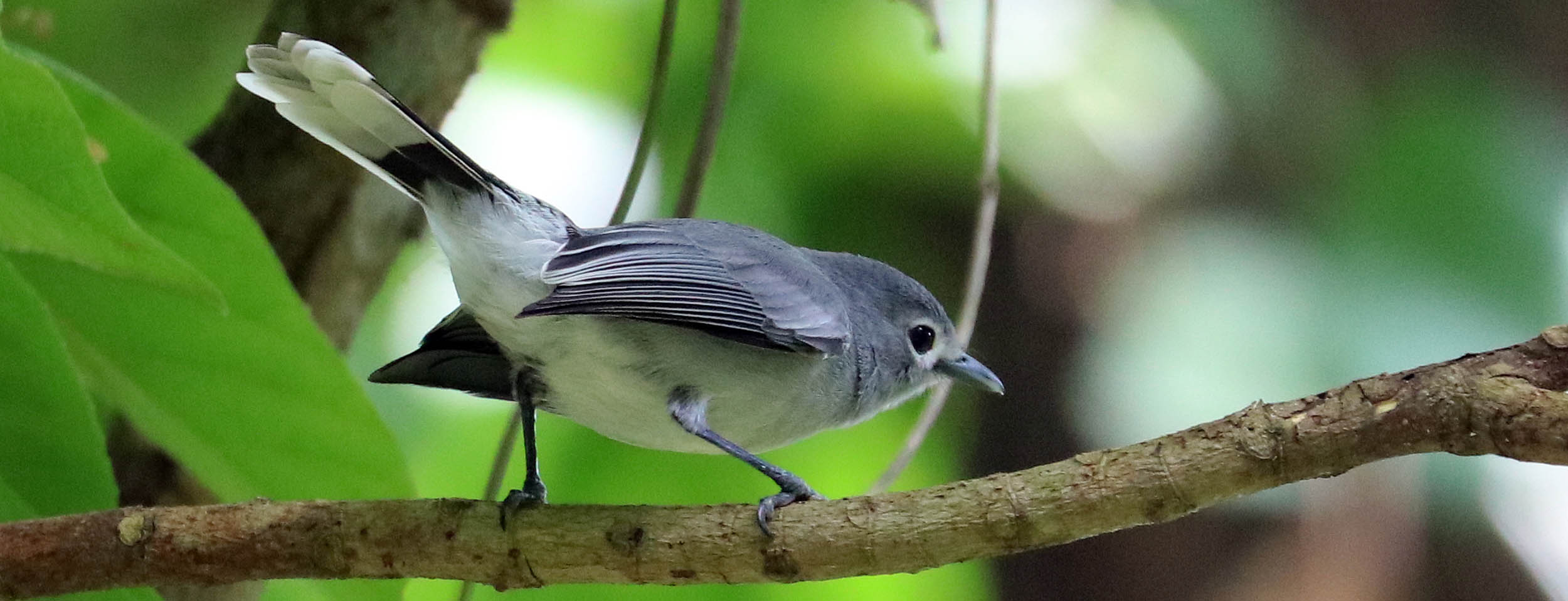 bobbys-farm-flycatcher-slaty