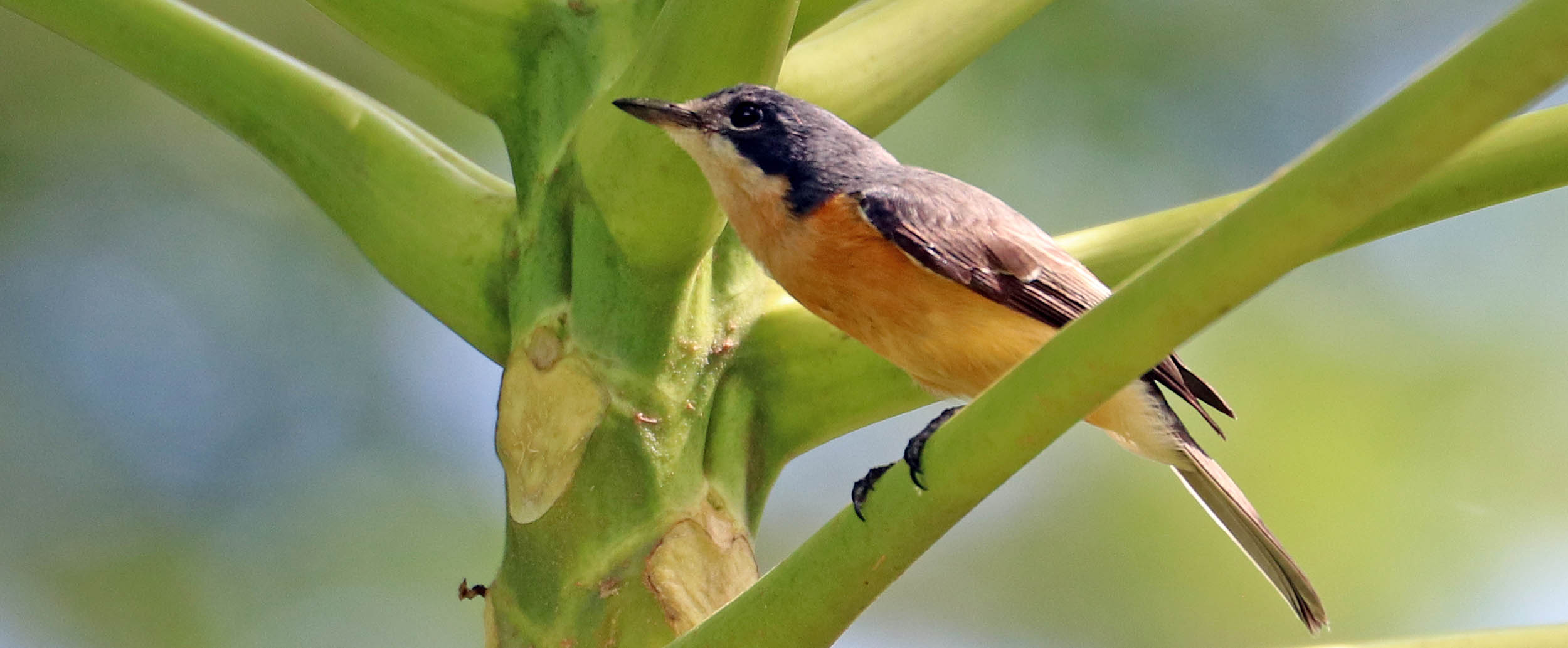 bobbys-farm-flycatcher-vanikoro-