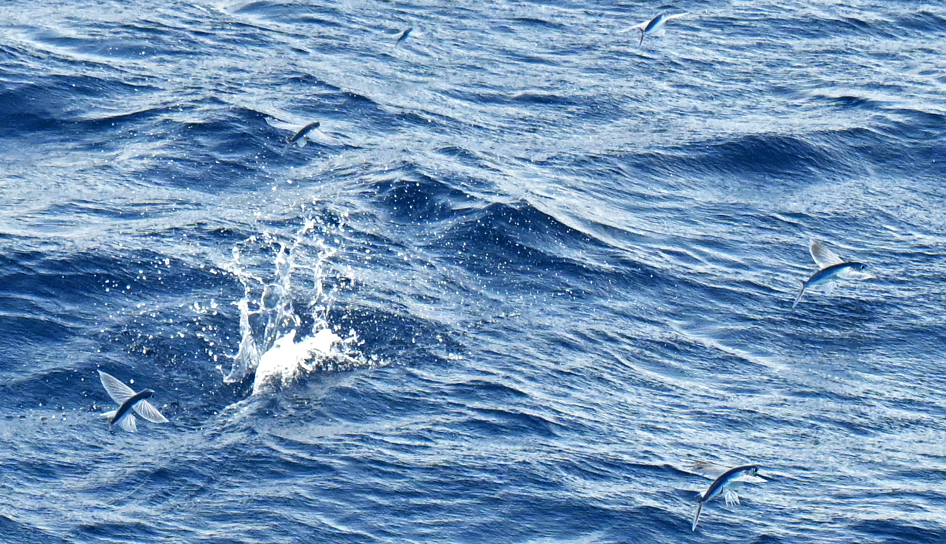 flying-fish-off-trinidad-