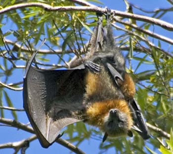 FlyingFoxSydneyBotGardens