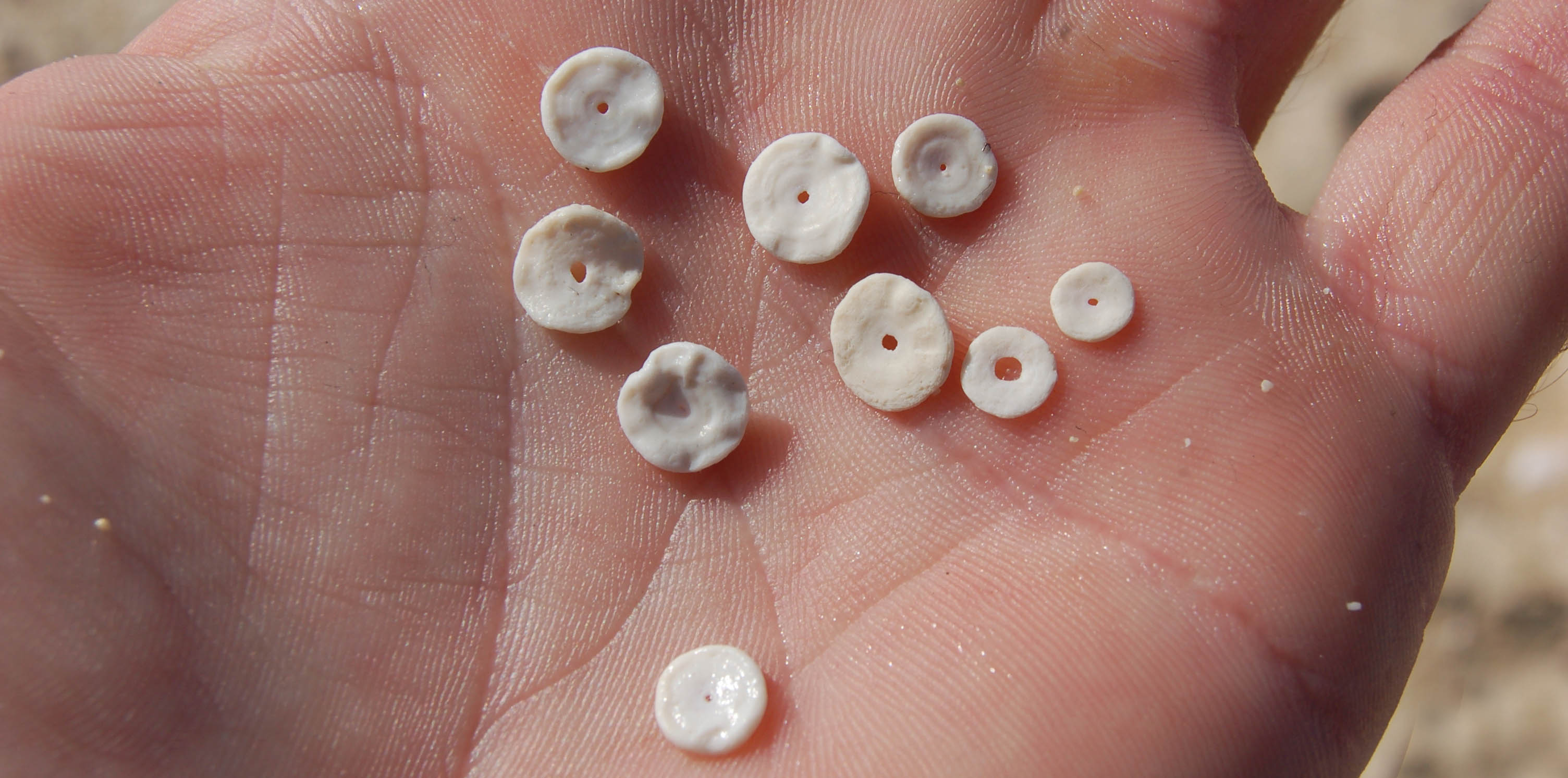 forams