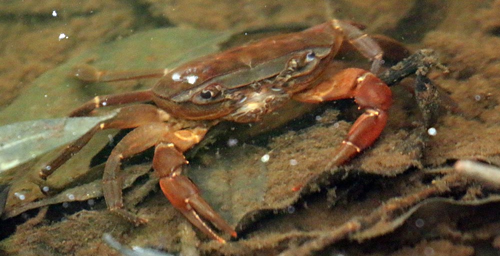 free-spirit-freshwater-crabs