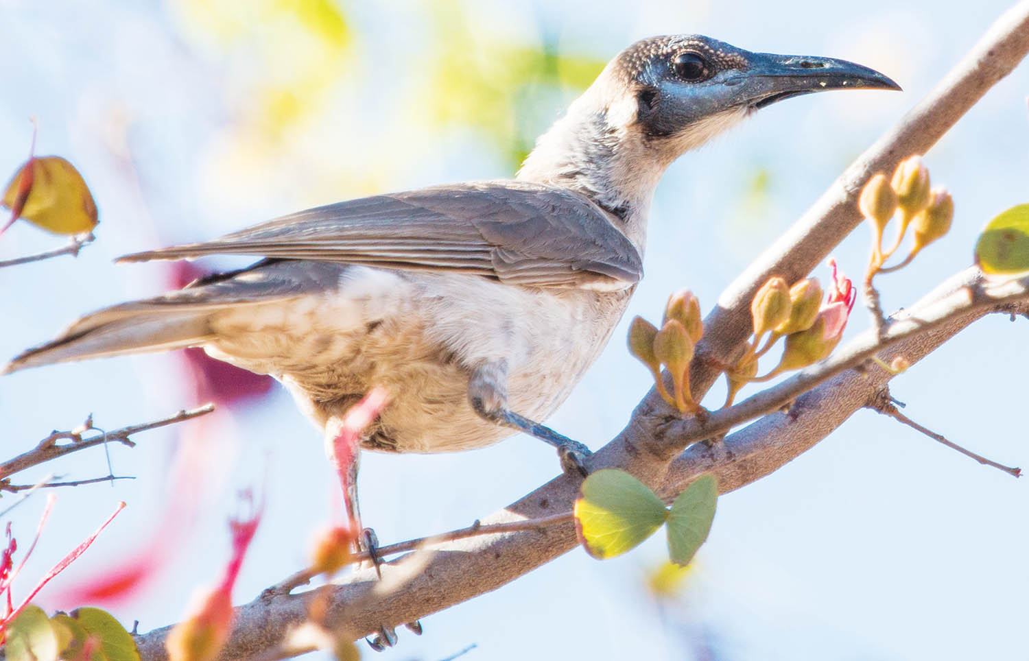friarbird-little-wyndham