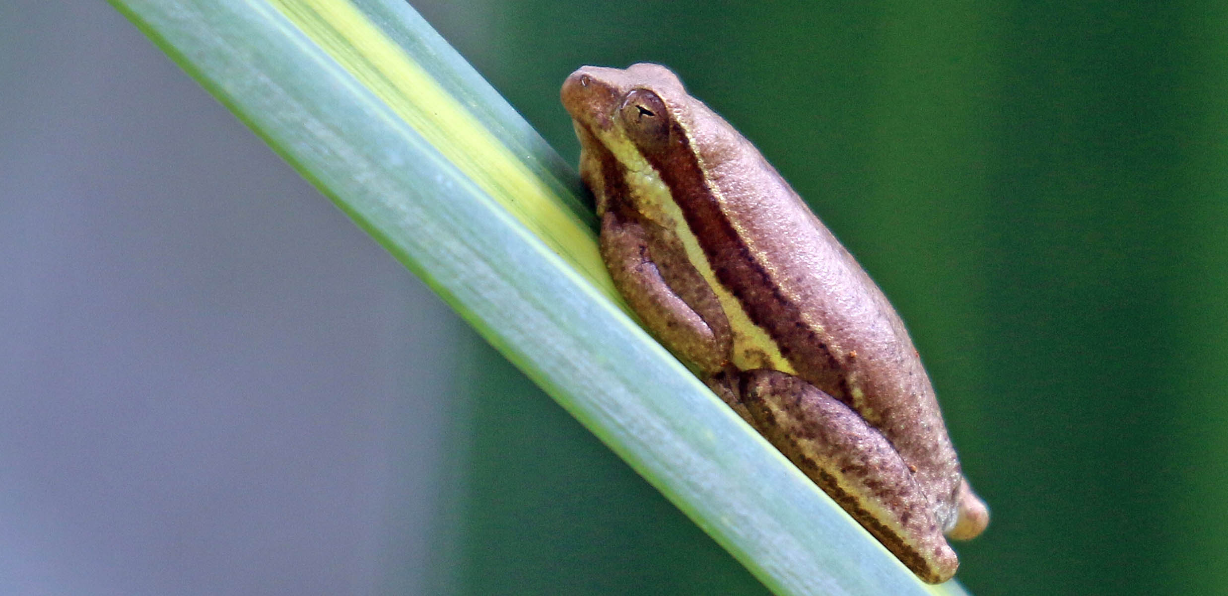 frog-reed-hyperolius-viavia-entebbe