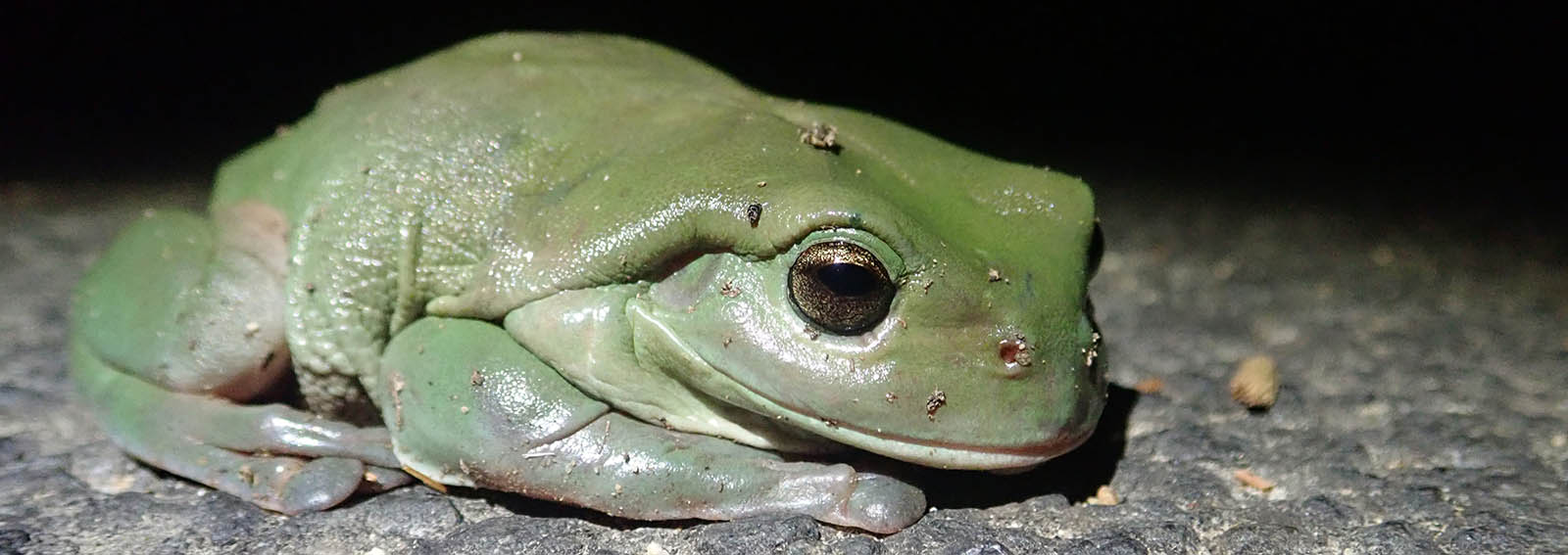 Green Tree Frog (image by Damon Ramsey)