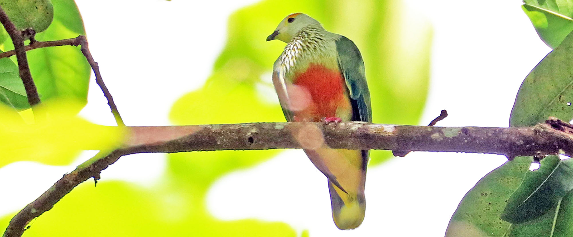 fatu-hiva-fruit-dove-