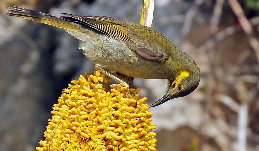 fulaga-honeyeater