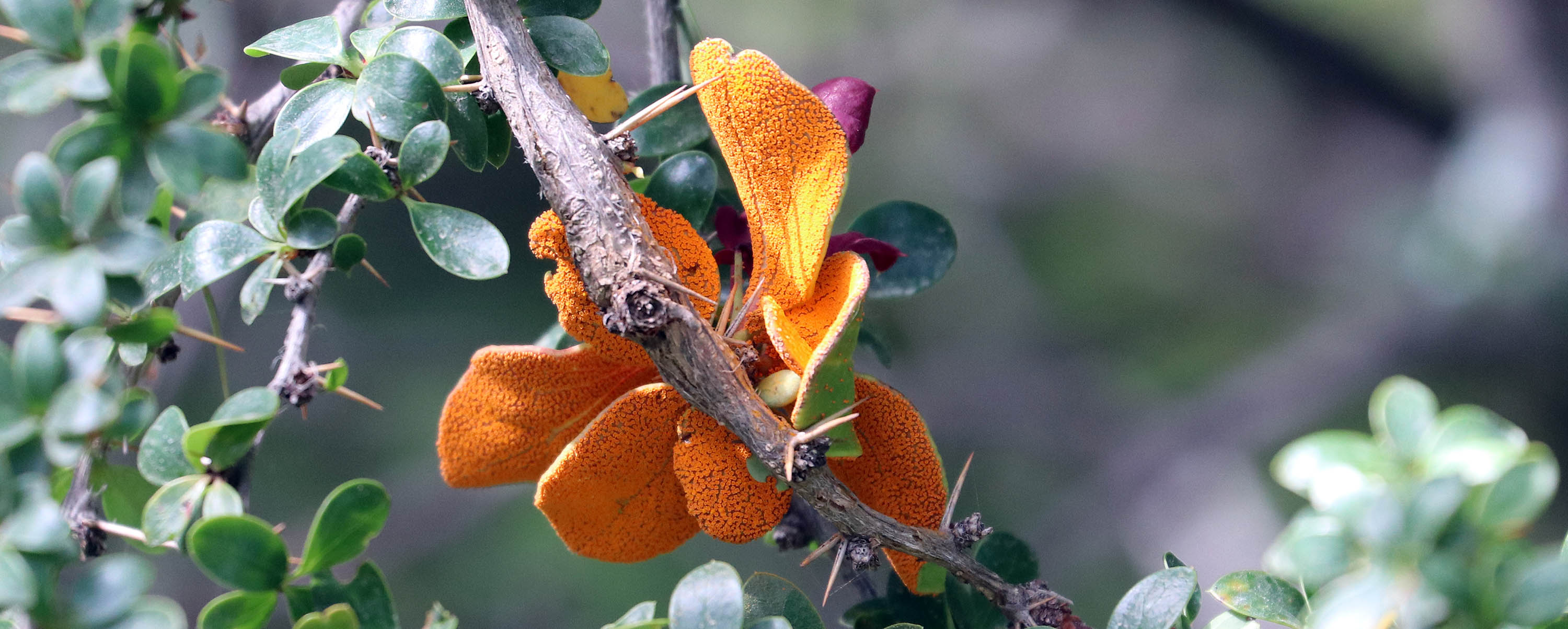 fungi-calafate-rust-Aecidium-magellanicum-puerto-williams