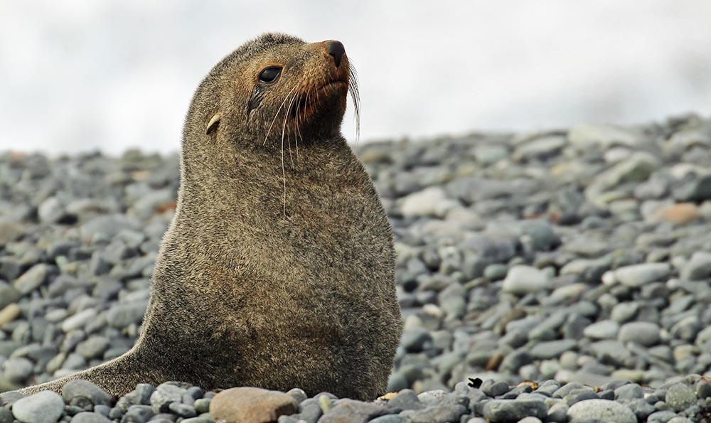 seal-fur-antarctic