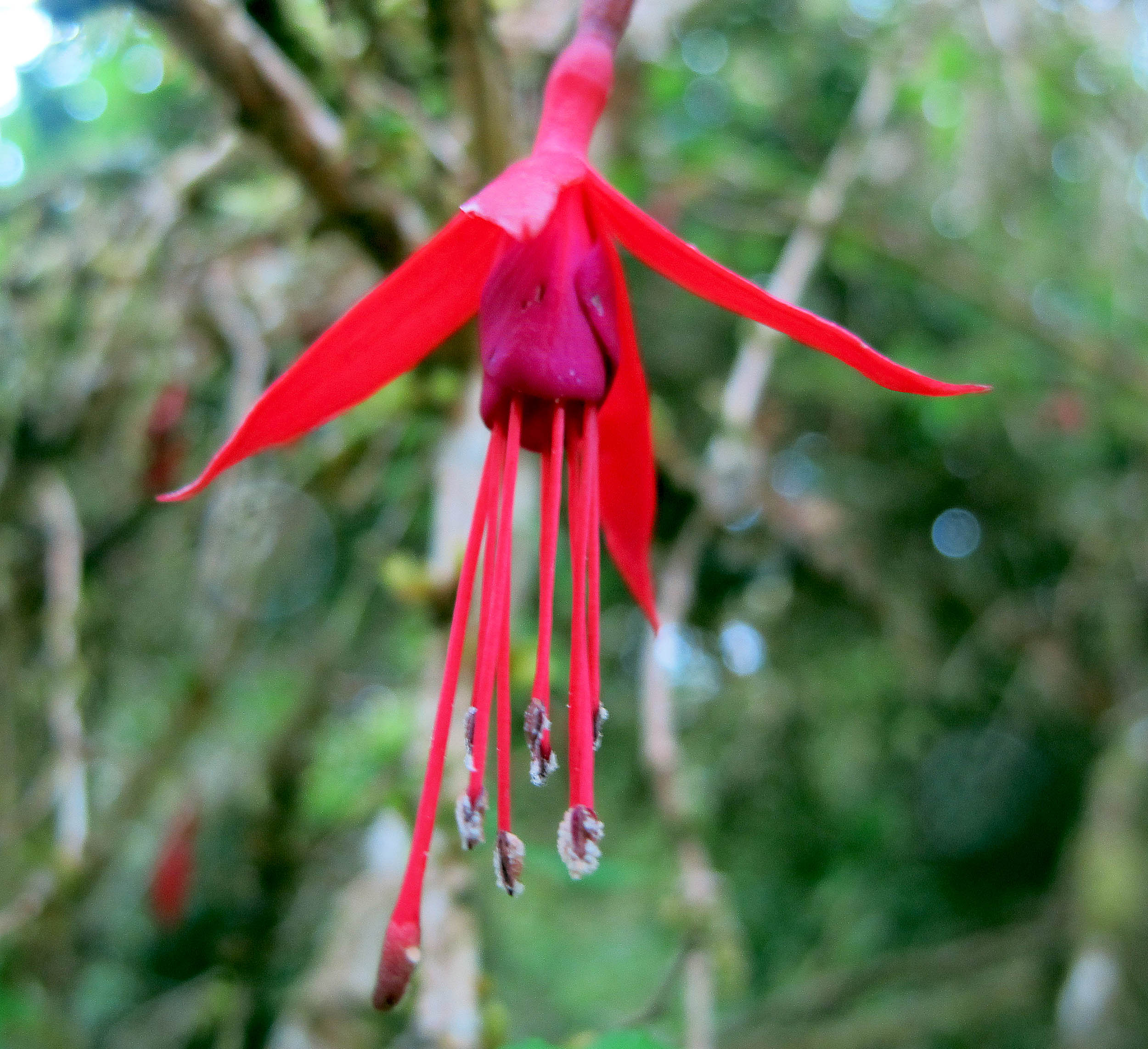 fushia-magellanica-chilco-chiloan-fiords