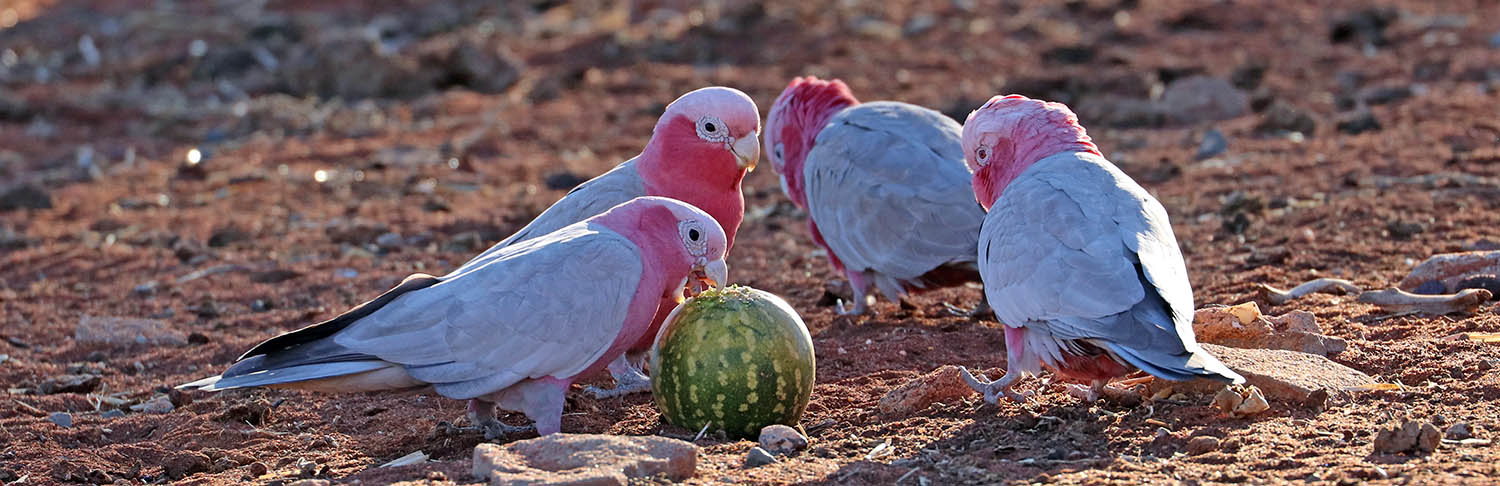 galahs-nallan