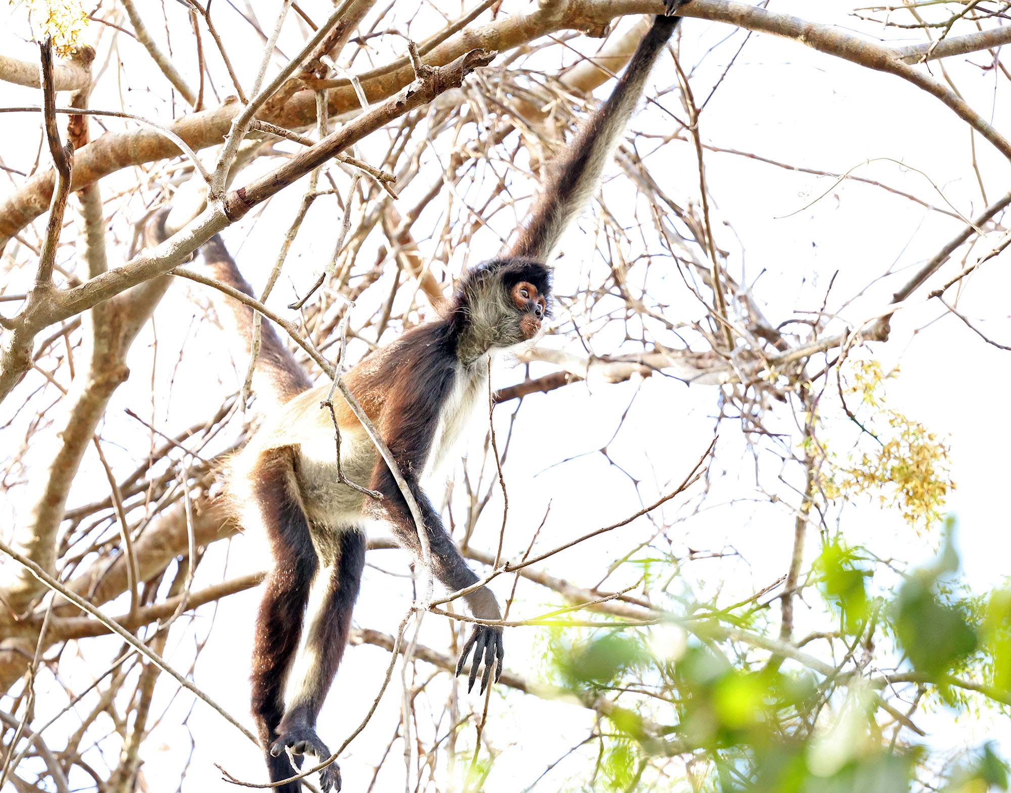 geoffroys-spider-monkey-2024-5-5-muyil-IMG_7637