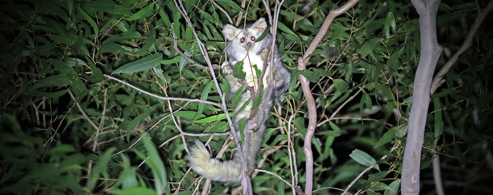 Greater Glider (image by Damon Ramsey)