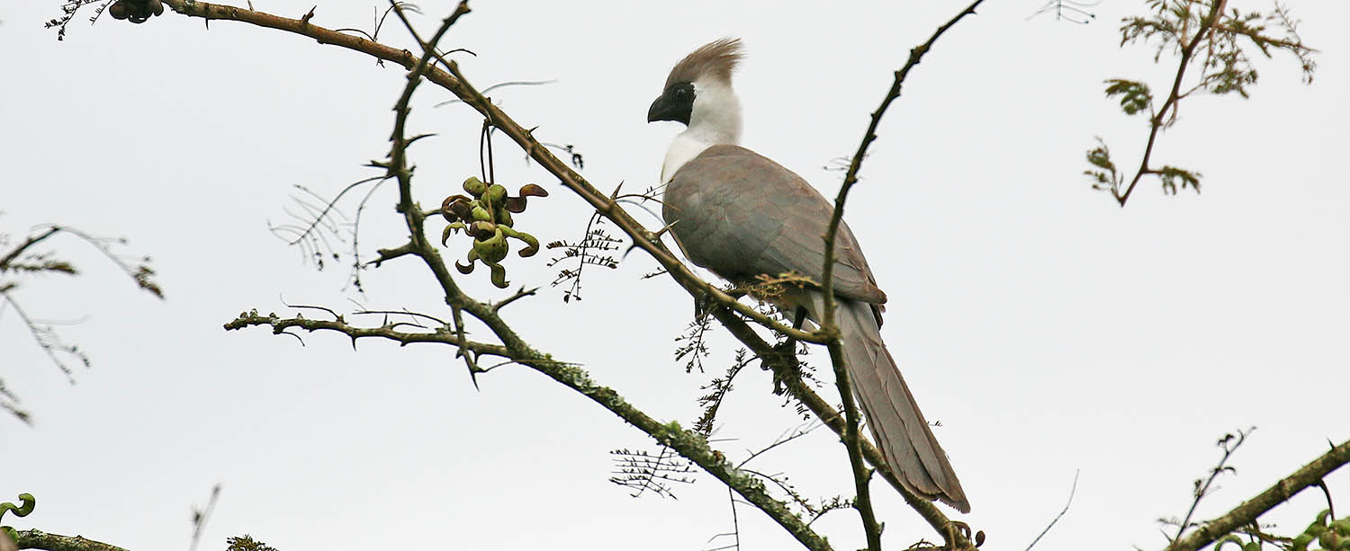 go-away-bare-faced-bird-lake-mburo-uganda