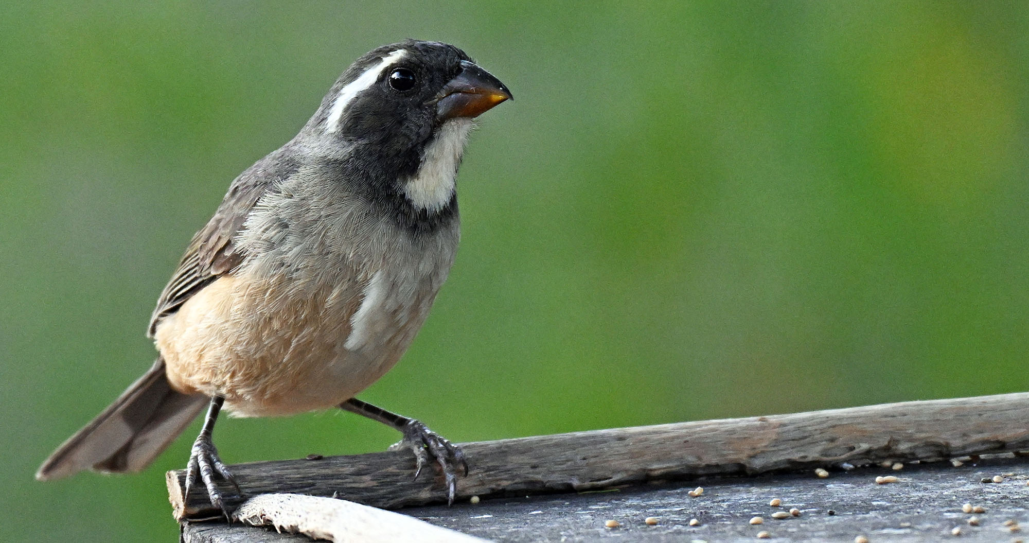 golden-billed-saltator-red-macaw-lodge