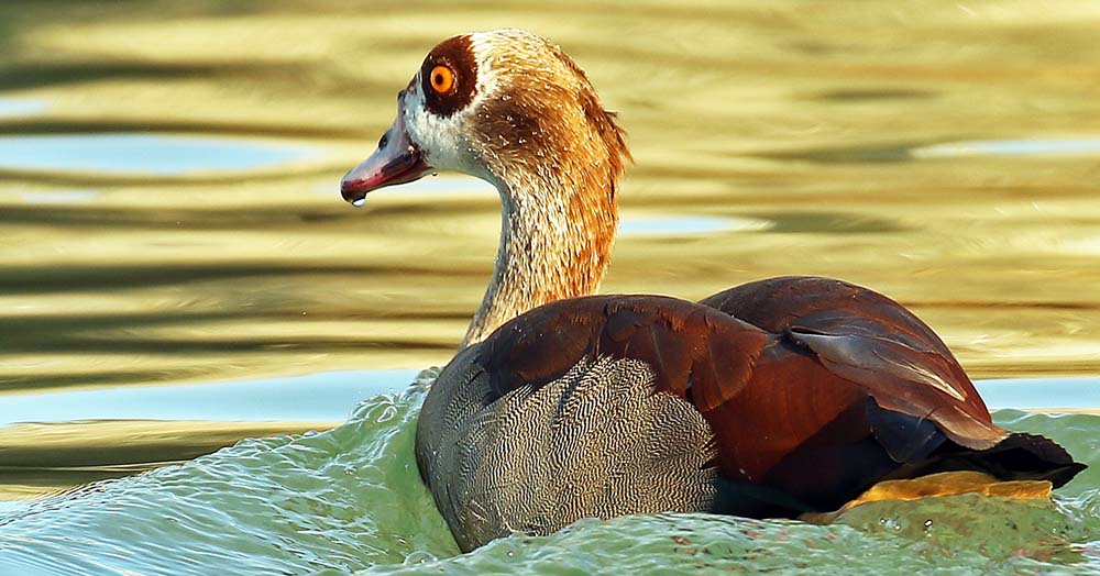 goose-egyptian-boulders