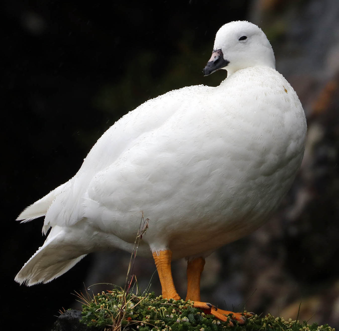 goose-kelp-female-garibaldi