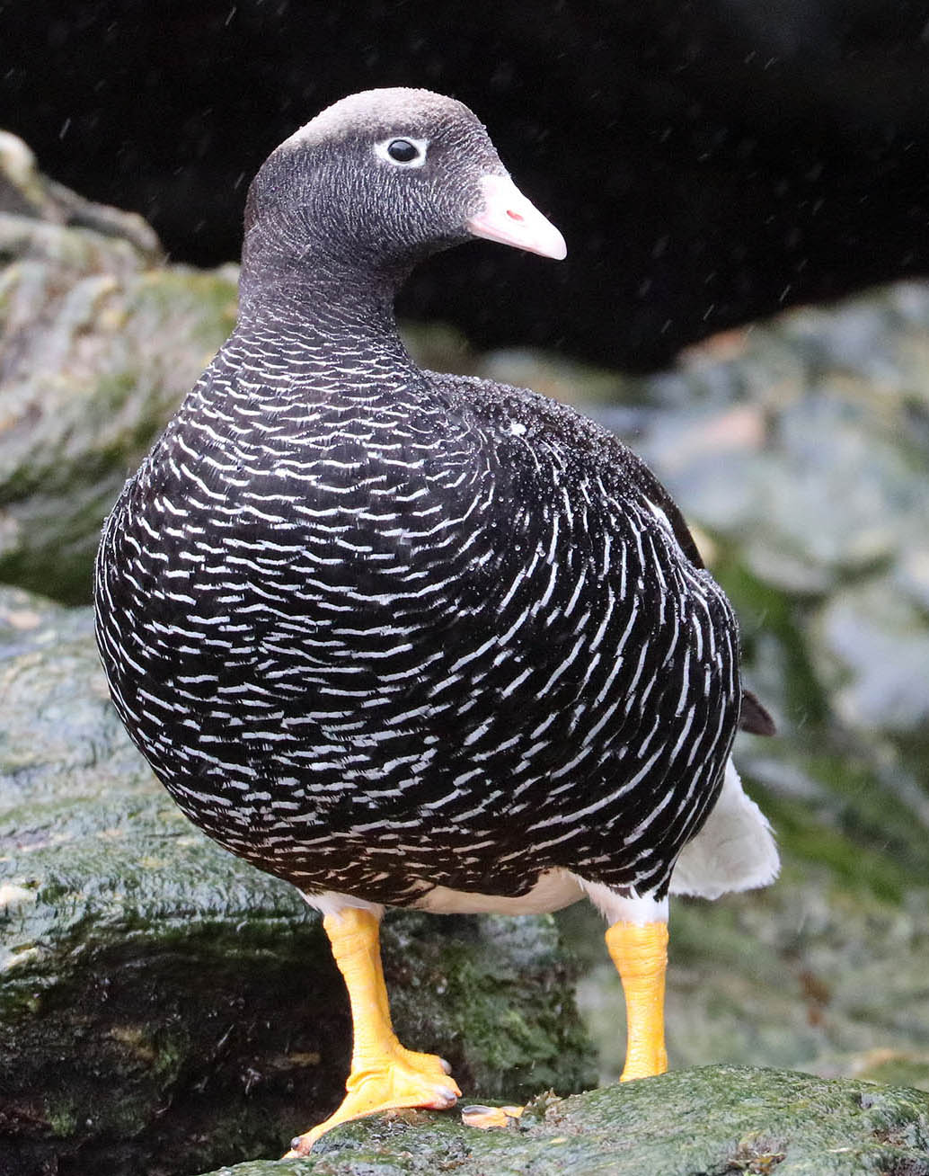 goose-kelp-male-garibaldi