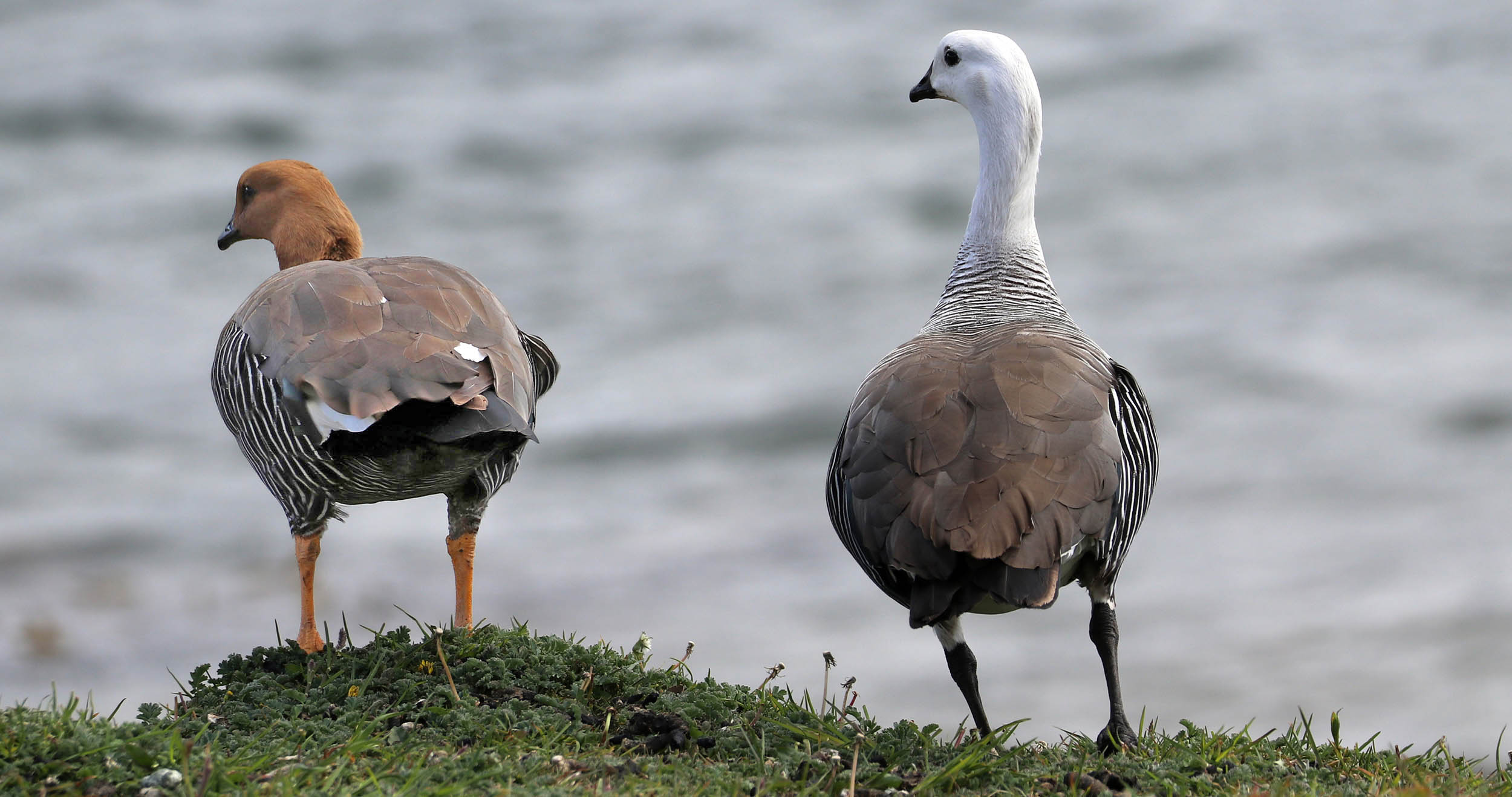 goose-upland-pair-puerto-williams