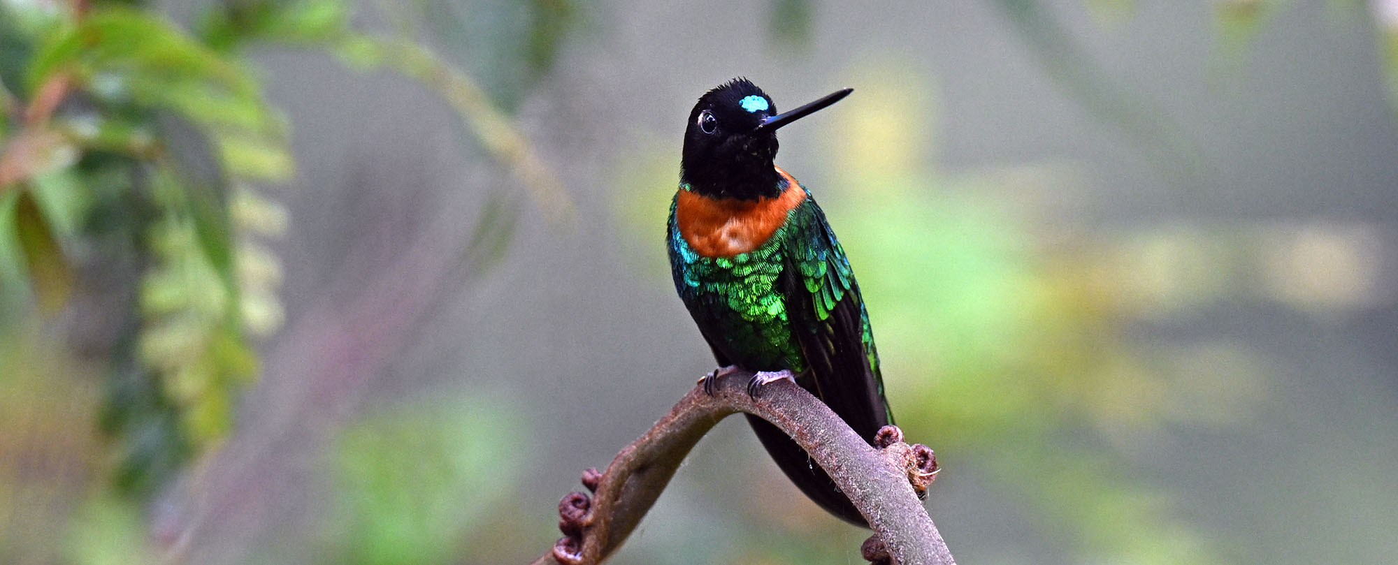 death-road-goulds-inca-