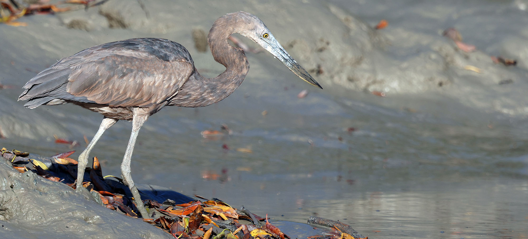 great-billed-heron-hunter-
