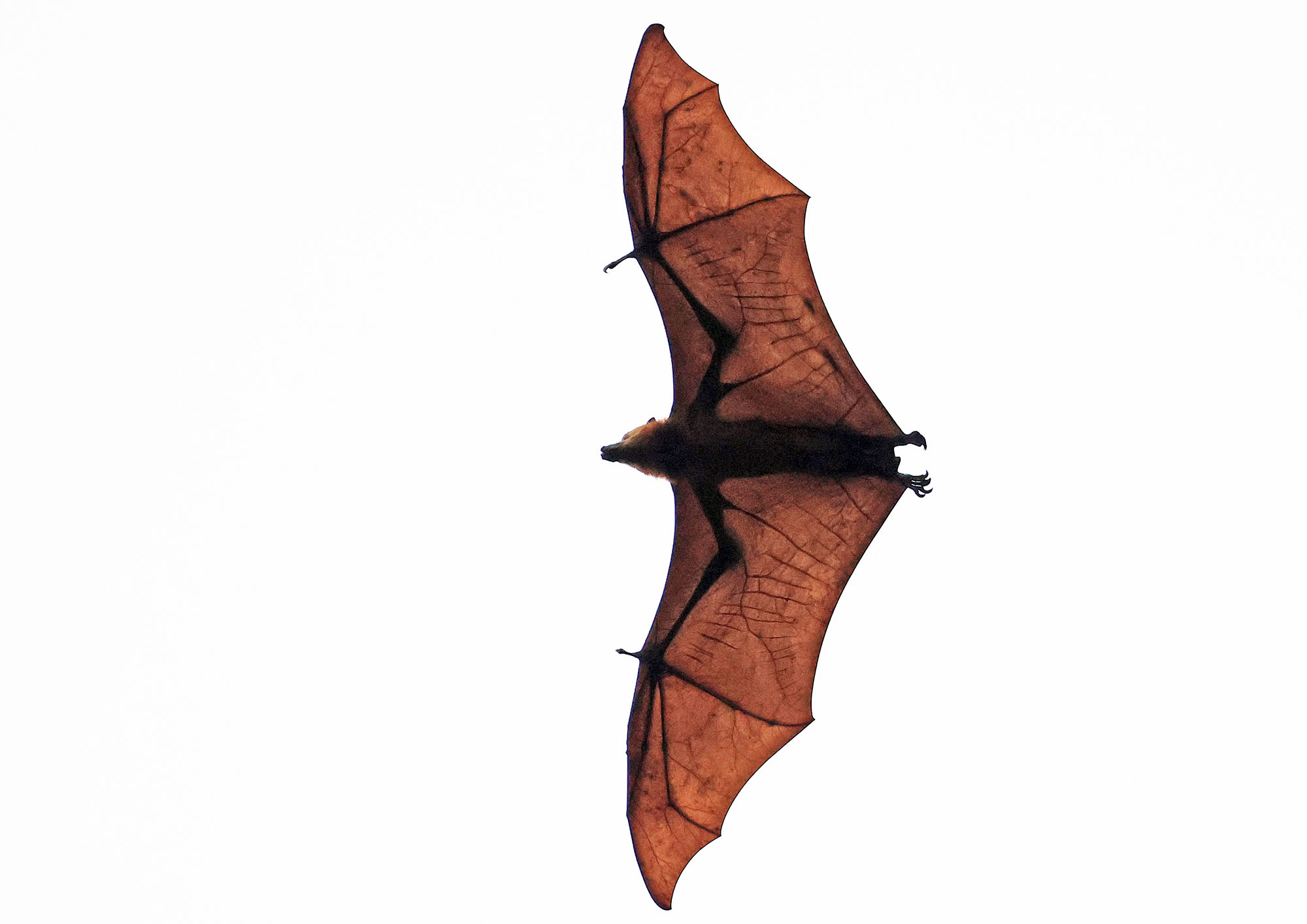 flying-fox-jacquinot-