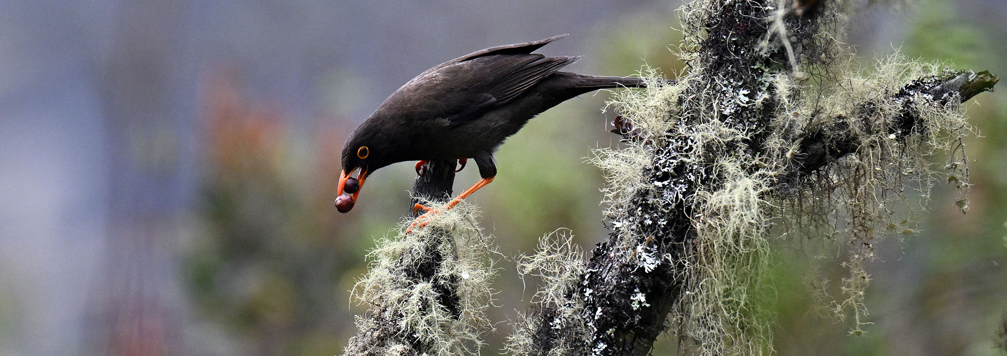 jucumari-great-thrush-eating-fruit