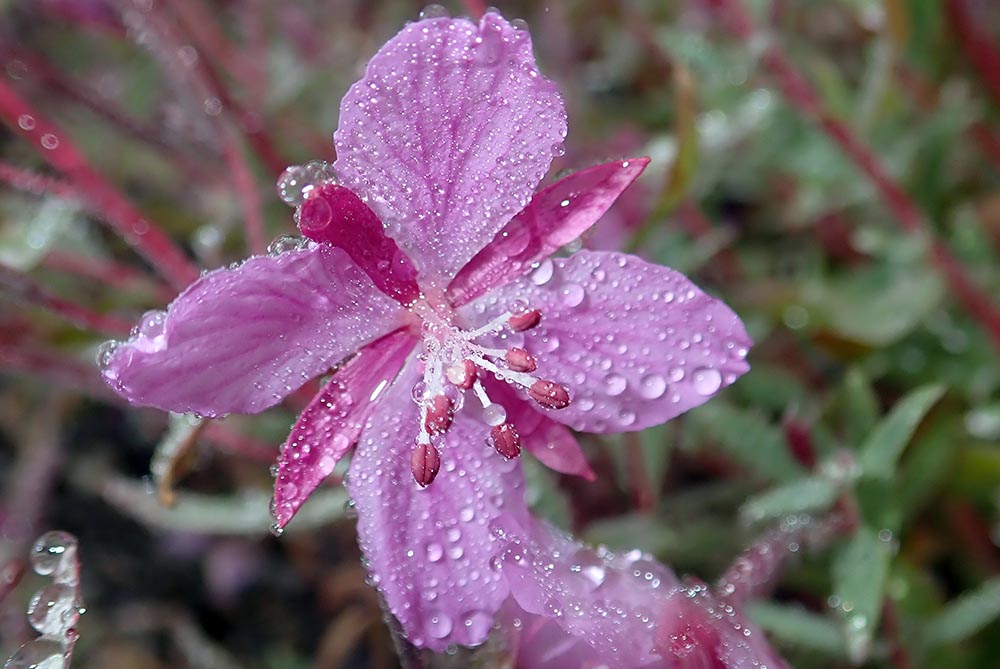 greenland-fireweed