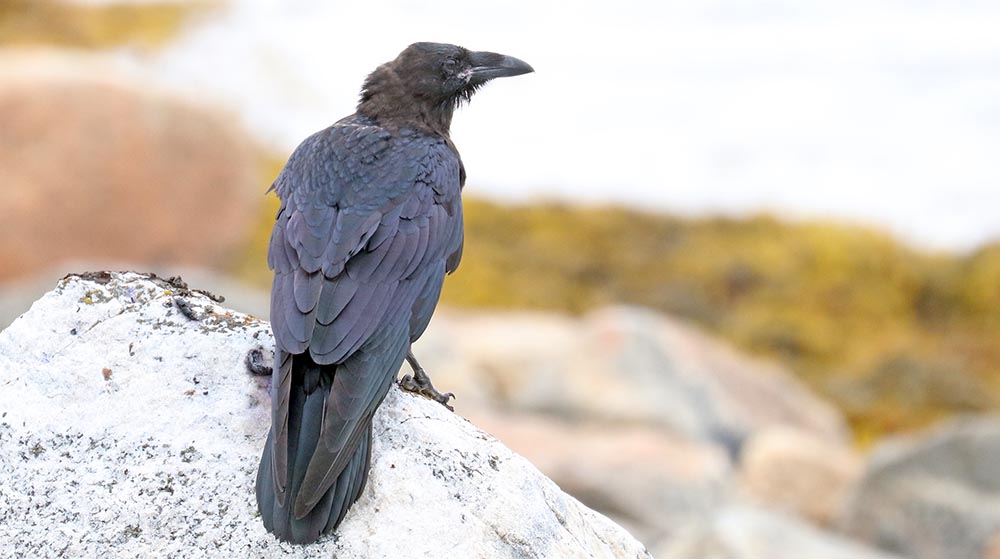 greenland-Common-raven