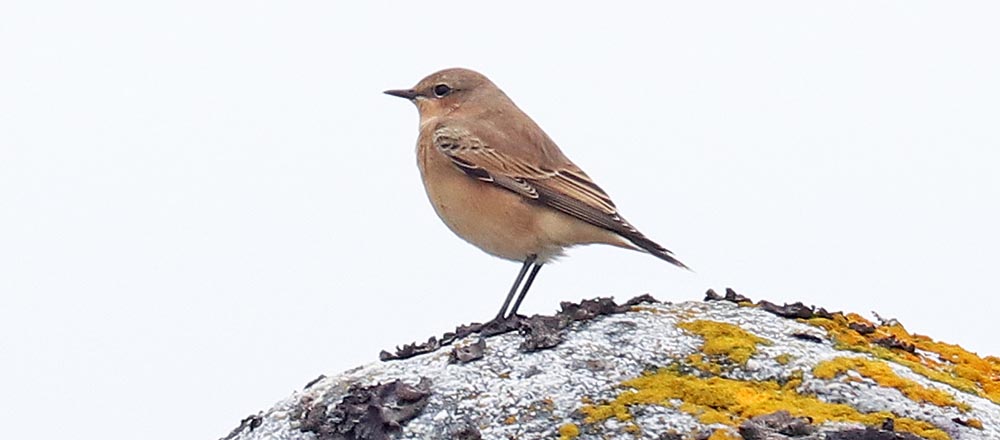 greenland-wheatear